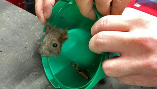Ein Eichhörnchen sitzt in einem grünen Behälter.