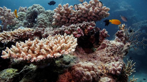 Studie: Korallenbleichen in 98 Prozent des Great Barrier Reefs