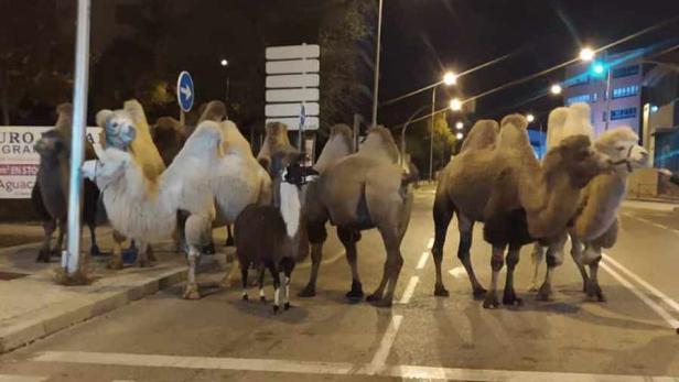 Acht Kamele und ein Lama auf nächtlicher Tour durch Madrid