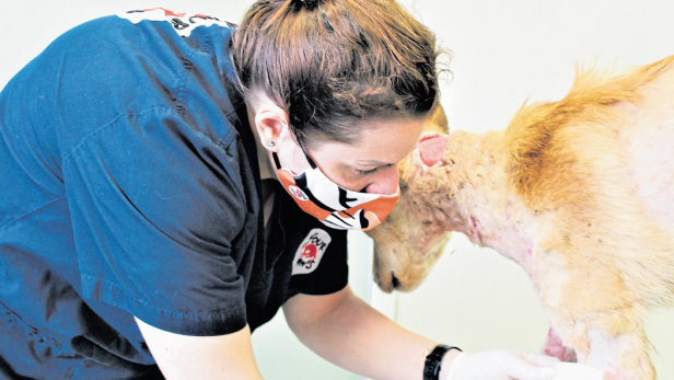 Streunerhund Jason hatte Bisswunden am ganzen Körper, als er gefunden wurde. Das VIER PFOTEN Team behandelte ihn in der Streunerklinik in Bulgarien.