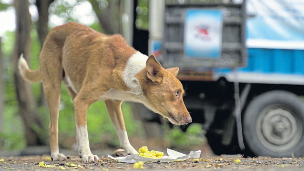 Tausende Mahlzeiten wurden an hungernde Hunde in Chennai, Indien, verteilt