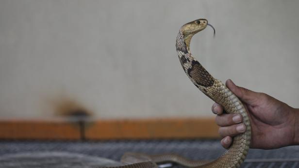Mann bekam neuen Penis, nachdem Kobra-Biss alten verrotten ließ
