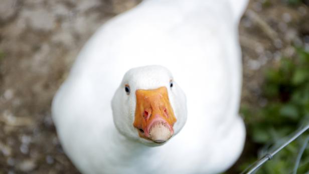 Video: Diese Ente lief beim New York Marathon mit