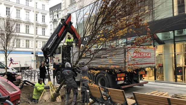 Wiener XL-Bäume entpuppen sich als Großstadt-Bonsai