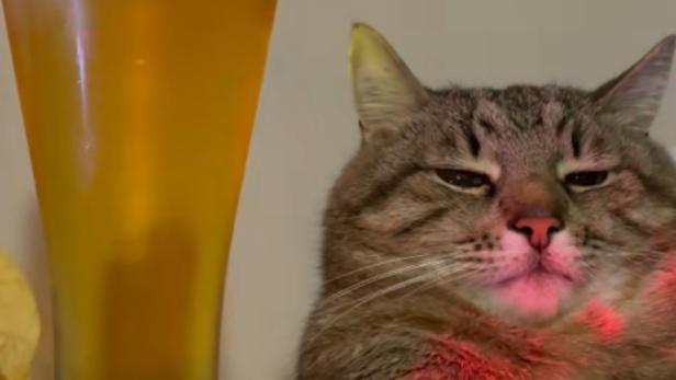 Video geht viral: Kater "Stepan" hat die Schnauze voll vom Feiern