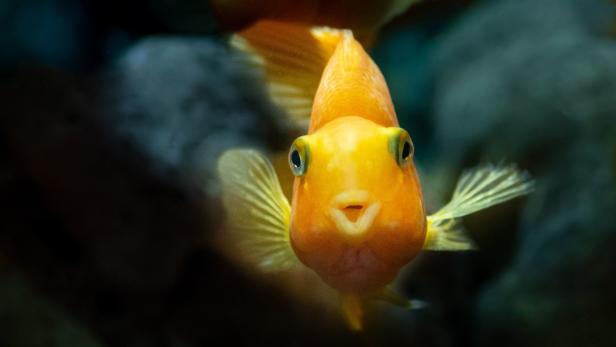 Ein goldener Papageienfisch schwimmt auf den Betrachter zu.