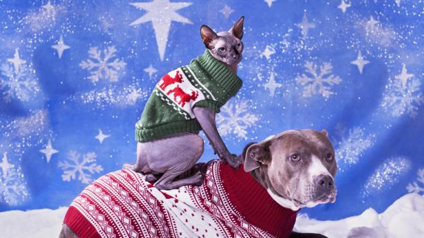 Eine Sphynx-Katze sitzt auf dem Rücken eines Hundes, beide tragen Weihnachtspullover.