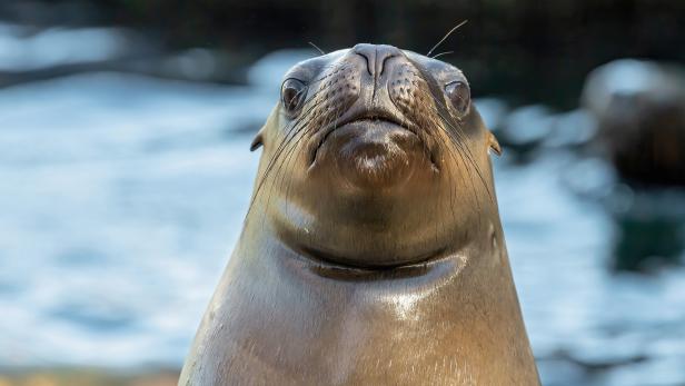 Robbenmännchen Pedro im Tiergarten Schönbrunn gestorben