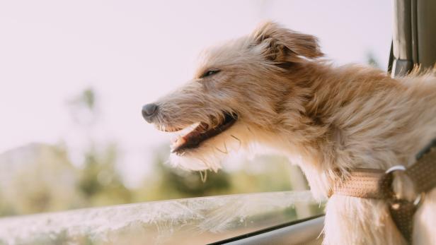 Hund Dexter läuft auf zwei Beinen - und erobert das Netz im Sturm