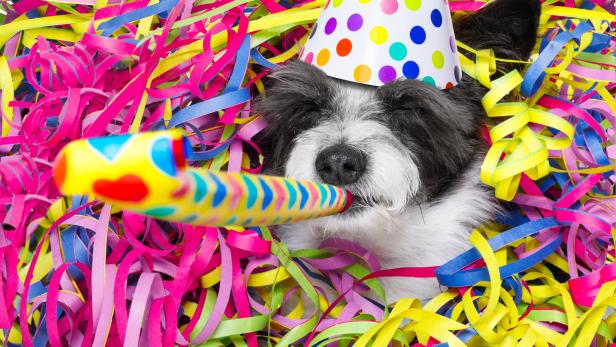 Tiercoach: Silvesterplanung mit Hund muss jetzt beginnen