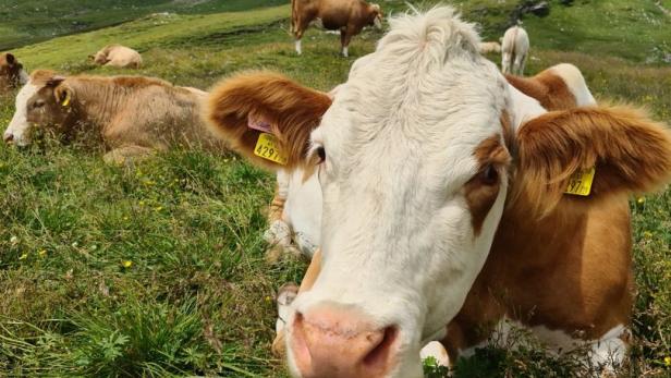 64-Jährige in Tirol von Kuh attackiert und verletzt