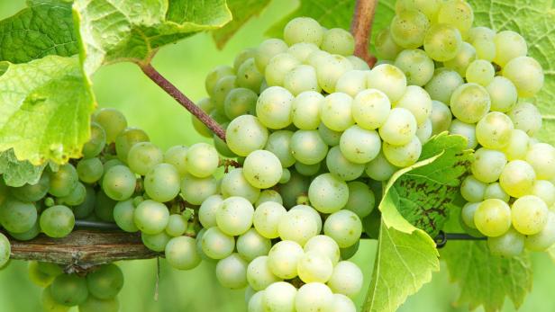 Nahaufnahme von grünen Weintrauben, die an einem Rebstock hängen.