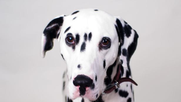 Justizwachebeamter tötete Dalmatiner: „Ich schoss, um meinen Hund zu schützen“