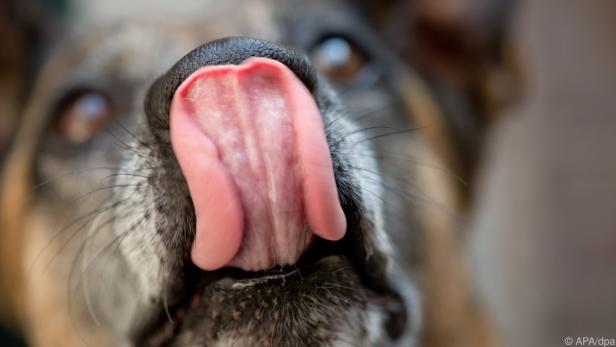 Die Hunde riechen flüchtige organische Verbindungen