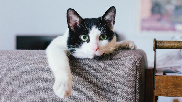 Foto: Katze mit vier Ohren wird zum Star auf Instagram