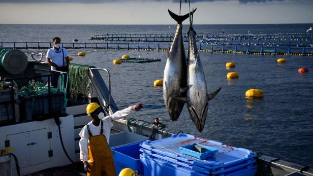 Umwelt: Milliardenkonflikt um Fischfang