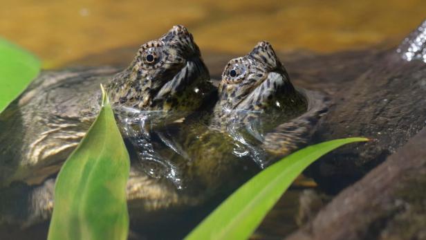 Zwei Spitzkopfschildkröten ragen aus dem Wasser.