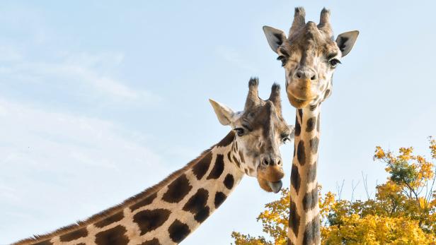 Schönbrunner Giraffenpark hat zwei neue Bewohner
