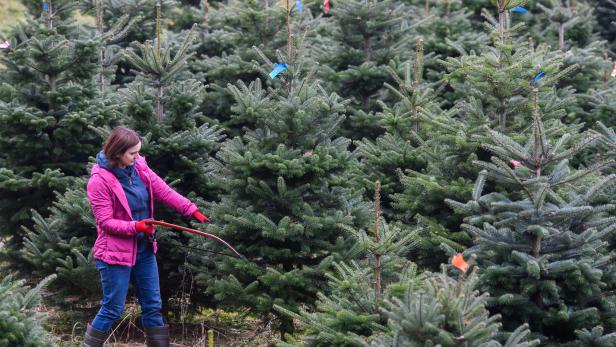 Im Trend: Christbäume  mit Charakter. Das wusste  der Opa eh schon immer