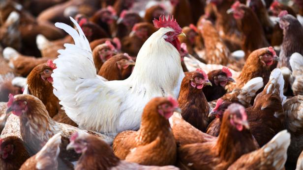Vogelgrippe breitet sich weltweit aus: Was wir wissen