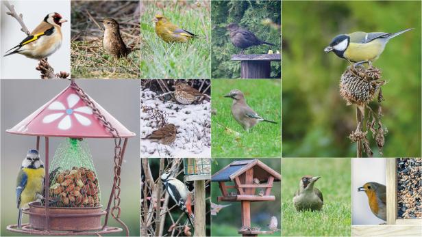 Wer kommt da zu meinem Vogelhaus und was will er fressen?