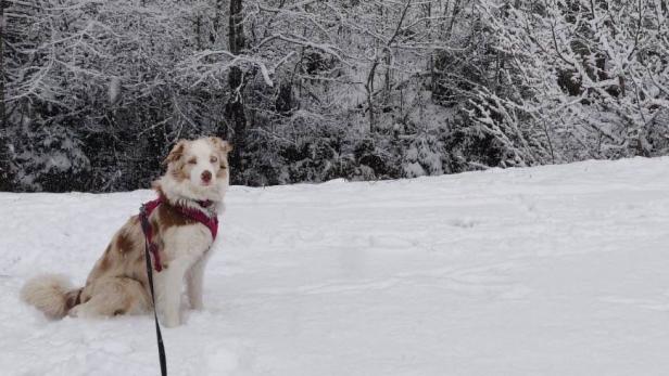 Auch in Oberösterreich liegt bereits Schnee. Dem Hund gefällt&#039;s.