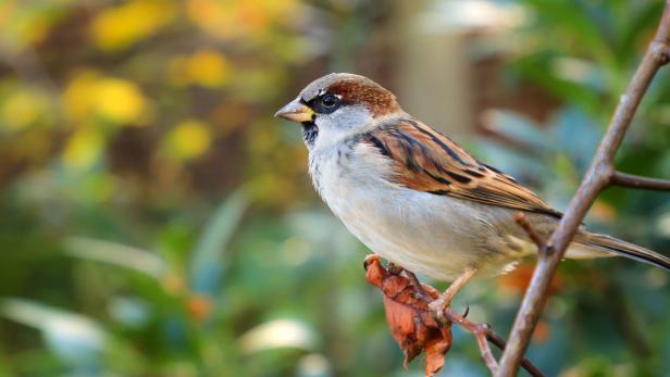 House Sparrow in nature