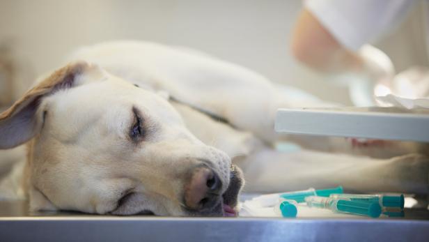 Stammzellentherapie: Der Patient muss zwei Mal zum Tierarzt.