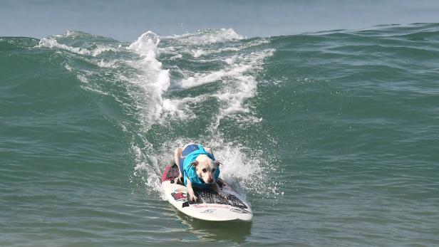 Ein Wuff aus den Wellen: Hunde surfen in Brasilien um die Wette