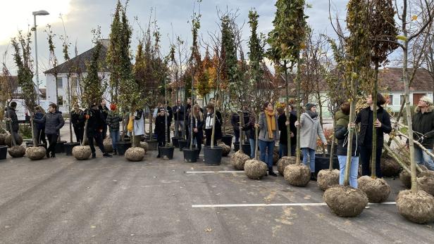 Grafenwörth pflanzt 1.000 Bäume für die Zukunft