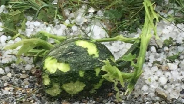 Vom Hagel zerstörter Kürbis.
