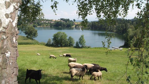 Eine Schafherde grast auf einer grünen Wiese vor einem See.