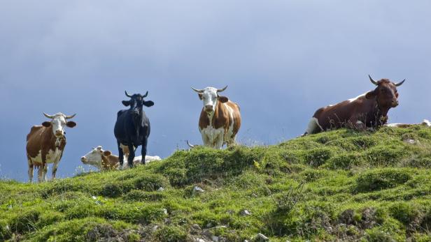 Rinder auf der Alm