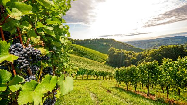 Der Wein soll den burgenländischen Tourismus auf Touren bringen