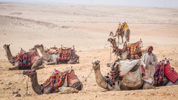 Mehrere Kamele ruhen sich mit ihren bunten Decken in der Wüste aus. Ein Mann steht daneben.