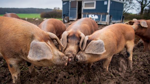 Afrikanische Schweinepest kommt näher - Landwirte besorgt