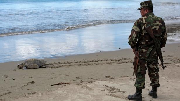 Warum in Nicaragua Meeresschildkröten Militärschutz bekommen
