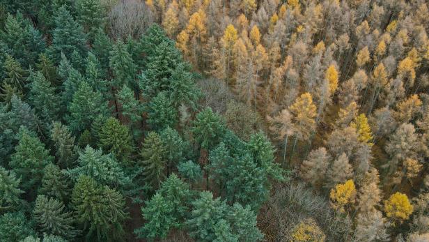 Ampel hilft den Waldbesitzern bei klimafitter Aufforstung
