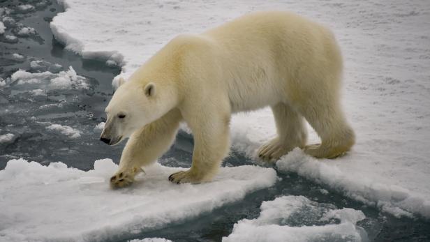 Eisbären in der Arktis tun sich immer schwerer
