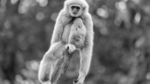 Tragischer Unfall in Schönbrunn: Baby-Gibbon ist ertrunken