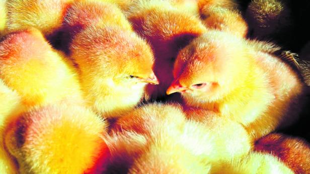 Tierschutz: Neue Regeln für männliche Küken im Hühnerstall