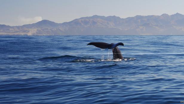 Neuseeland hat viele Highlights zu bieten.