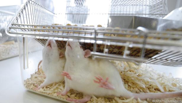 Die Gehirnstruktur von Ratten diente als Vorbild