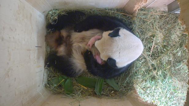 Gut zu sehen: Zwei Panda-Babys teilen sich in der Wurfbox die Brust von Mama Yang Yang.