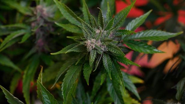 Diskussion um Cannabis hemmt mögliche Therapieerfolge in der Medizin