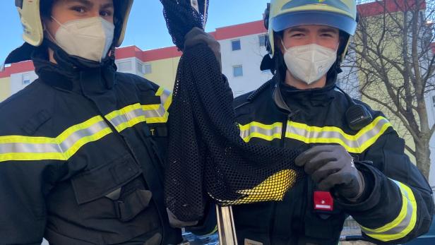 Niederösterreich: Gelber Wellensittich von Feuerwehr gerettet