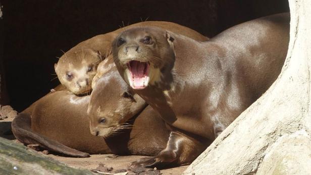 Riesenotter verständigen sich mit 22 Tönen