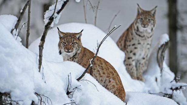 Zwei Luchse sitzen im Schnee.
