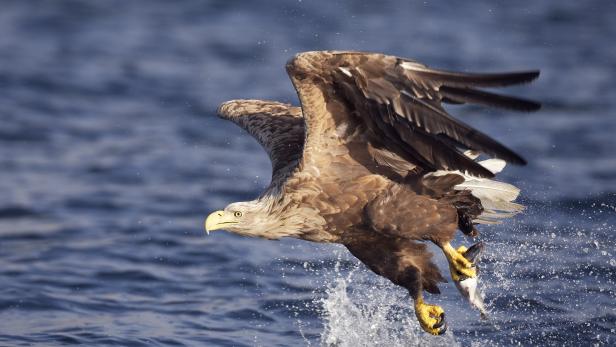 Es gibt immer mehr Seeadler in Österreich