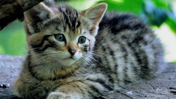 Bei Wildkatzen in der Wachau wurden Jungtiere nachgewiesen